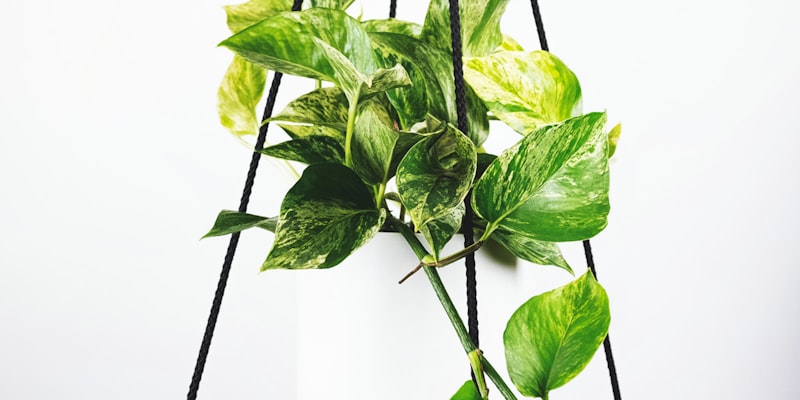 足球世界杯射手榜与助攻榜数据可视化图表