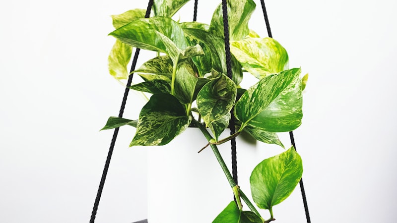 足球明星如梅西、姆巴佩、C罗在世界杯上的经典镜头